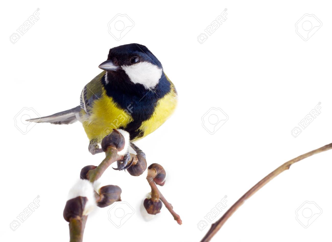 etiam-dictum-ipsum-a-felis