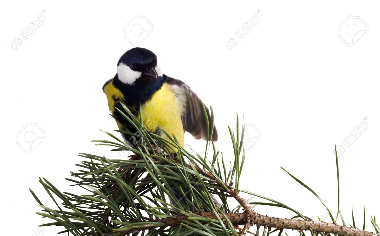 etiam-dictum-ipsum-a-felis