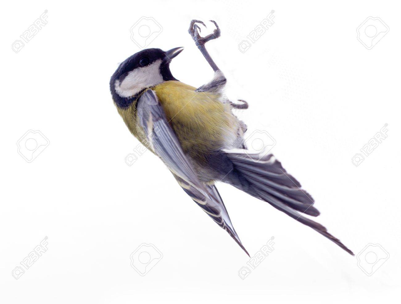 etiam-dictum-ipsum-a-felis