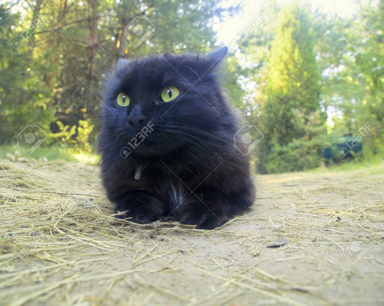 black cat in forest