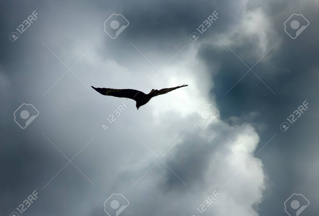 空をイメージする鳥