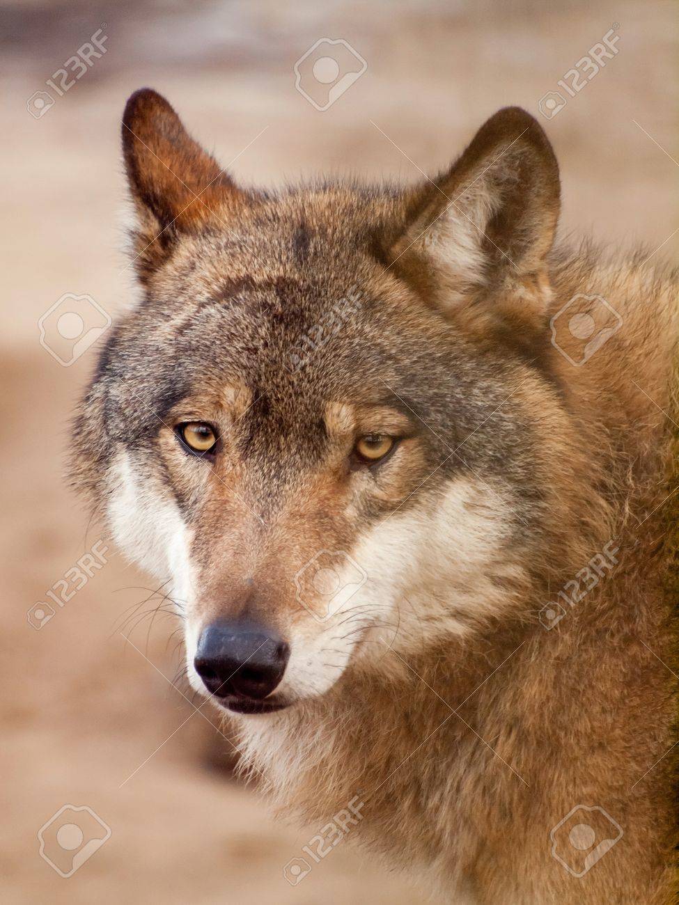 Intense Timber Wolf (Canis Lupus) Stock Photo, Picture and Royalty Free  Image. Image 9204608.