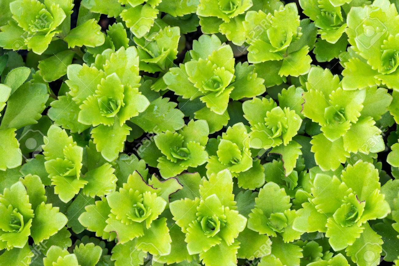 多肉植物というマンネングサまたはクラッスラ属 の写真素材 画像素材 Image