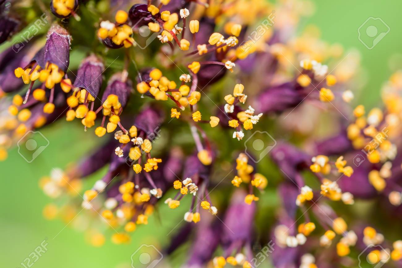 ピンク アカシアのマクロ写真と白とオレンジの雄しべの花粉と新しいピンクの花の芽します の写真素材 画像素材 Image