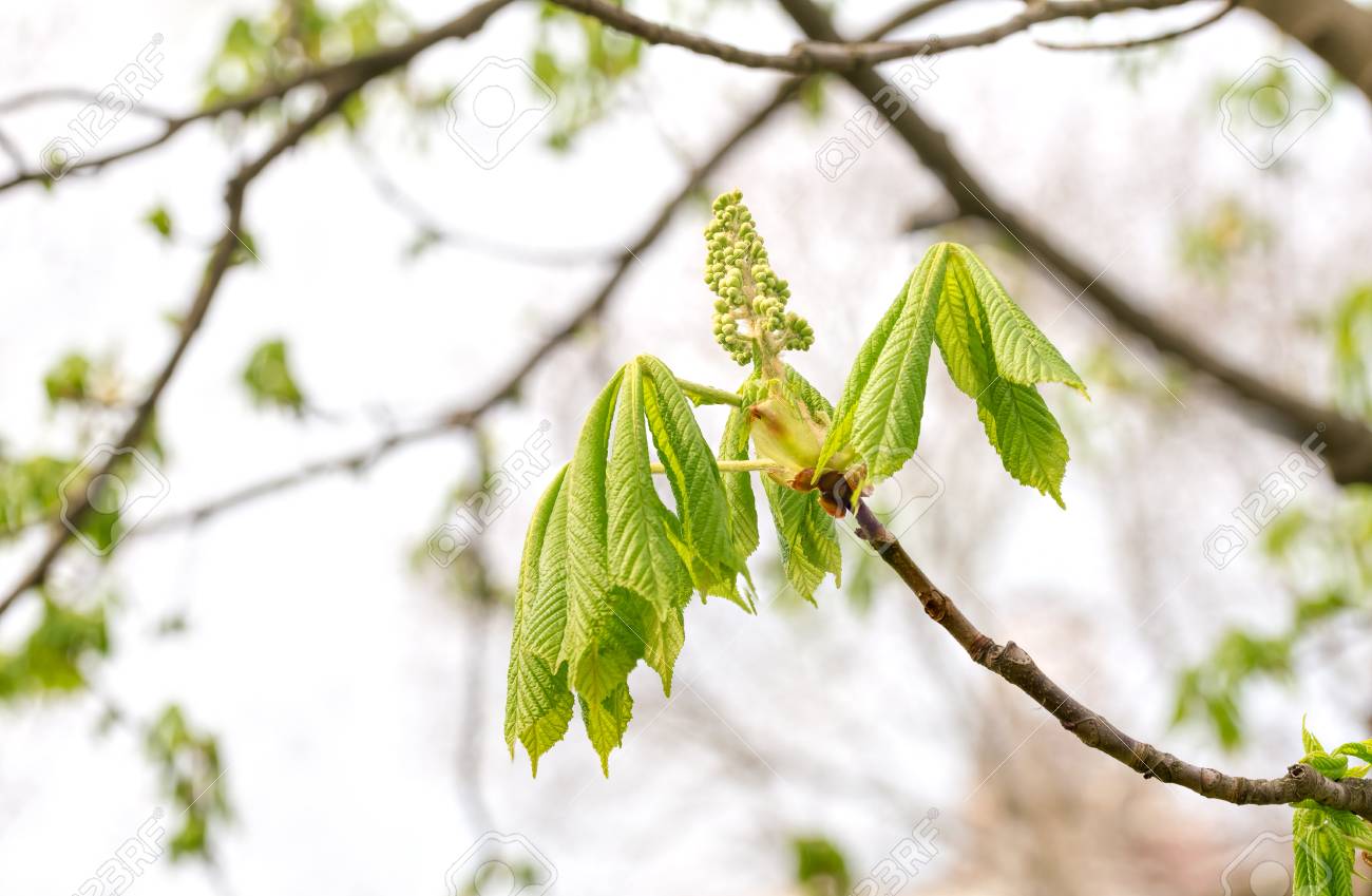 柔らかく 日当たりの良い春の初めの花し 栗 トチノキ 若葉のクローズ アップ の写真素材 画像素材 Image 柔らかく 日当たりの良い春の初めの花し 栗 トチノキ 若葉のクローズ アップ の写真素材 画像素材 Image