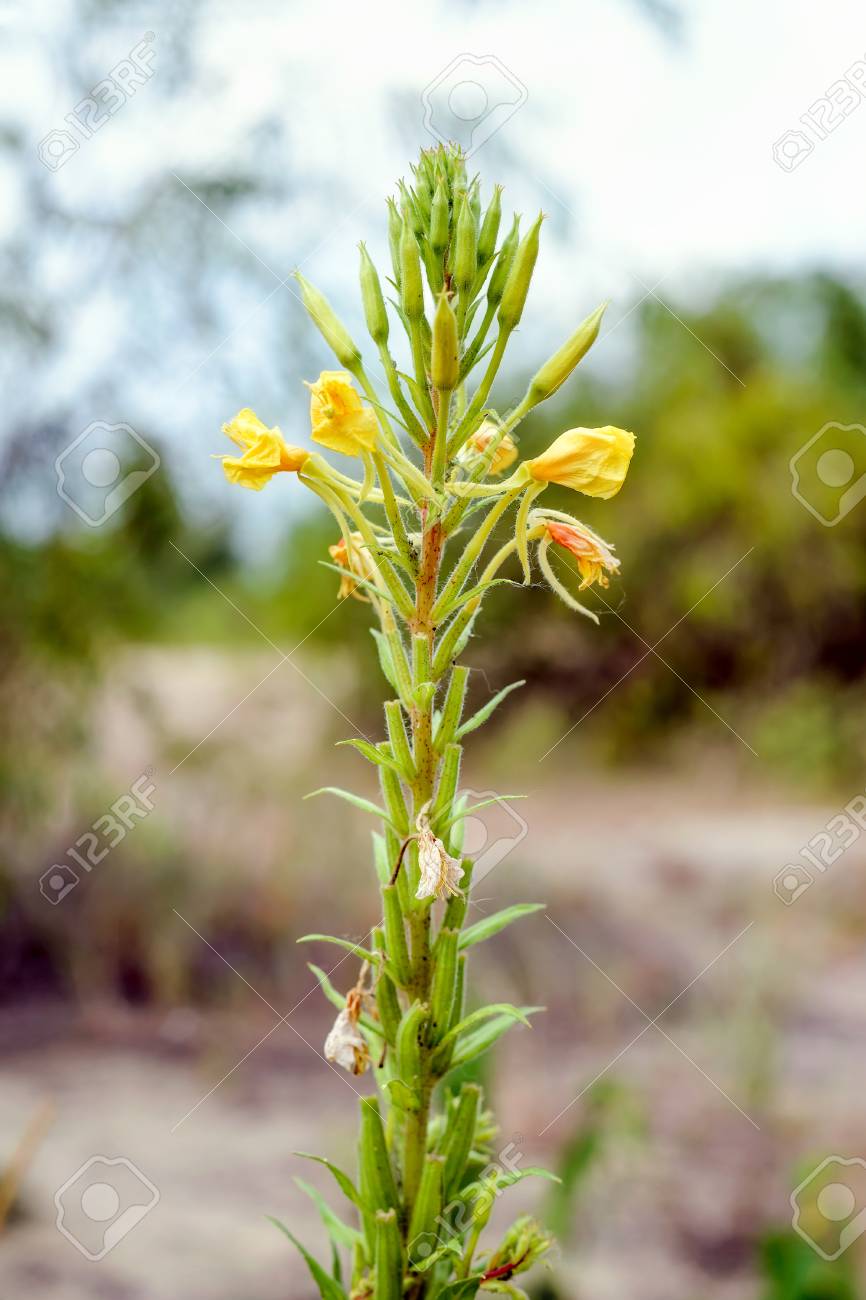 Flor Amarilla De Oenothera Biennis, También Conocida Como Evening