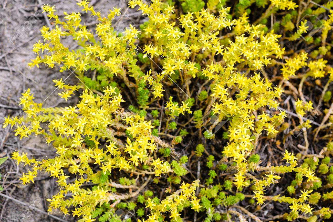 オウシュウマンネングサ 通称 Goldmoss マンネングサ コケむしたマンネングサ 痛烈なマンネングサと Wallpepper Goldmoss セダムはベンケイソウ科の家族から多年生草花 の写真素材 画像素材 Image
