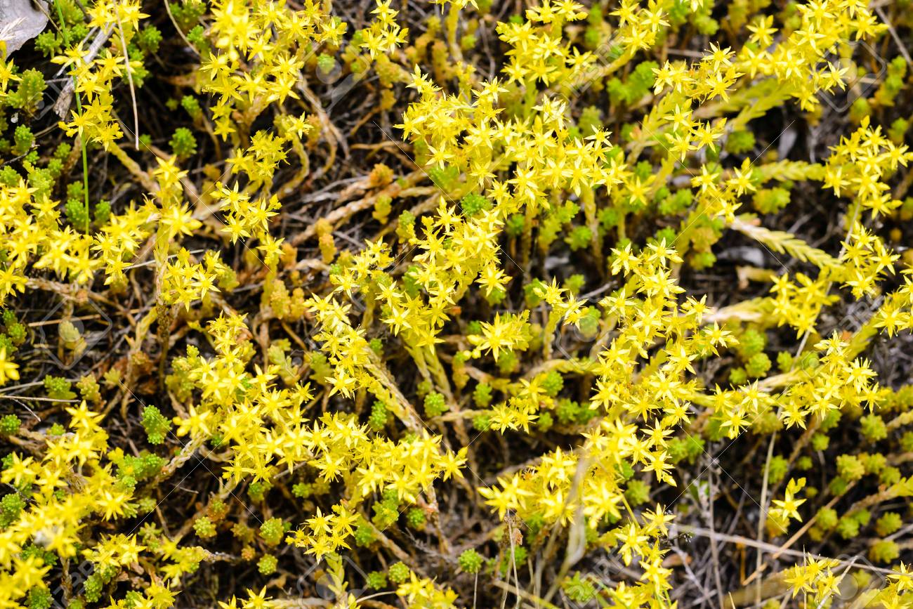 オウシュウマンネングサ 通称 Goldmoss マンネングサ コケむしたマンネングサ 痛烈なマンネングサと Wallpepper Goldmoss セダムはベンケイソウ科の家族から多年生草花 の写真素材 画像素材 Image