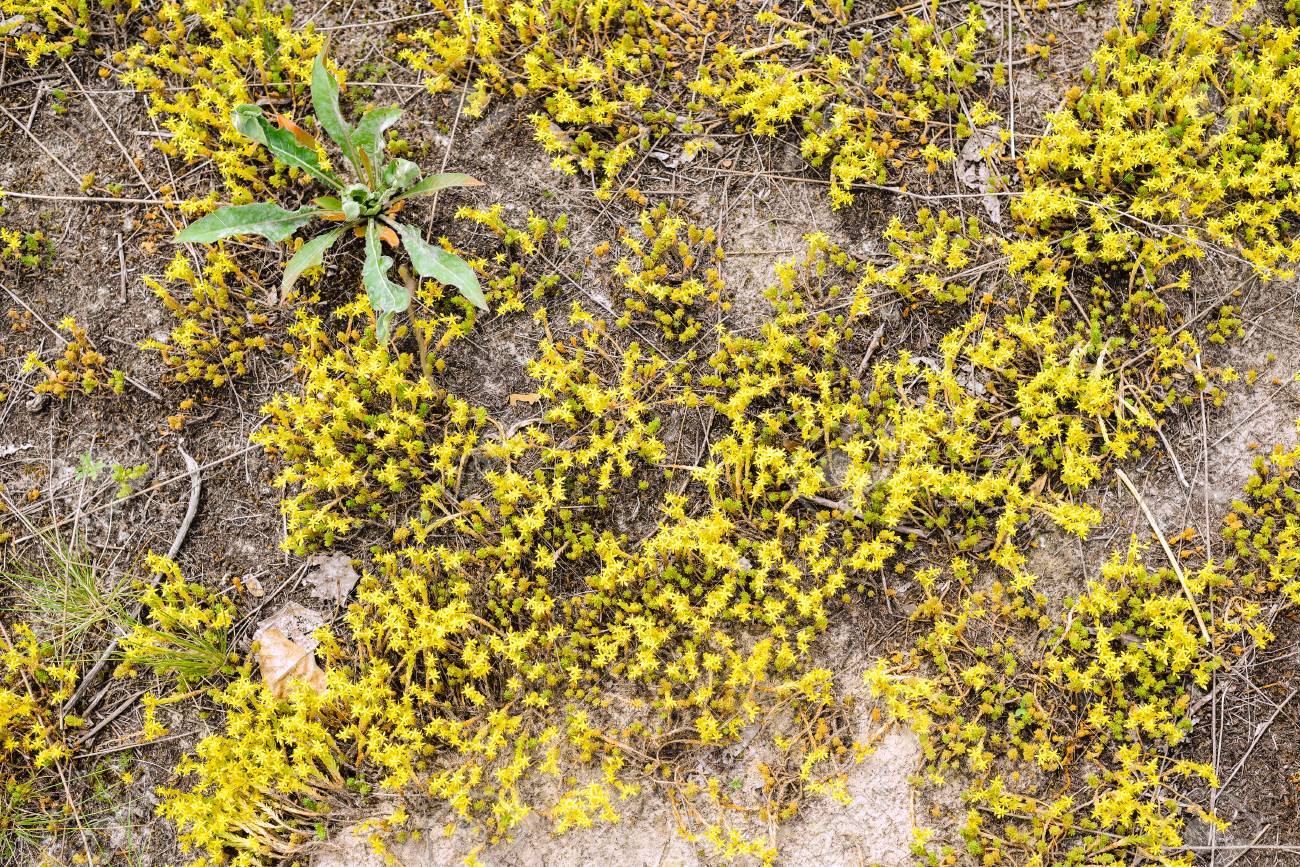オウシュウマンネングサ 通称 Goldmoss マンネングサ コケむしたマンネングサ 痛烈なマンネングサと Wallpepper Goldmoss セダムはベンケイソウ科の家族から多年生草花 の写真素材 画像素材 Image