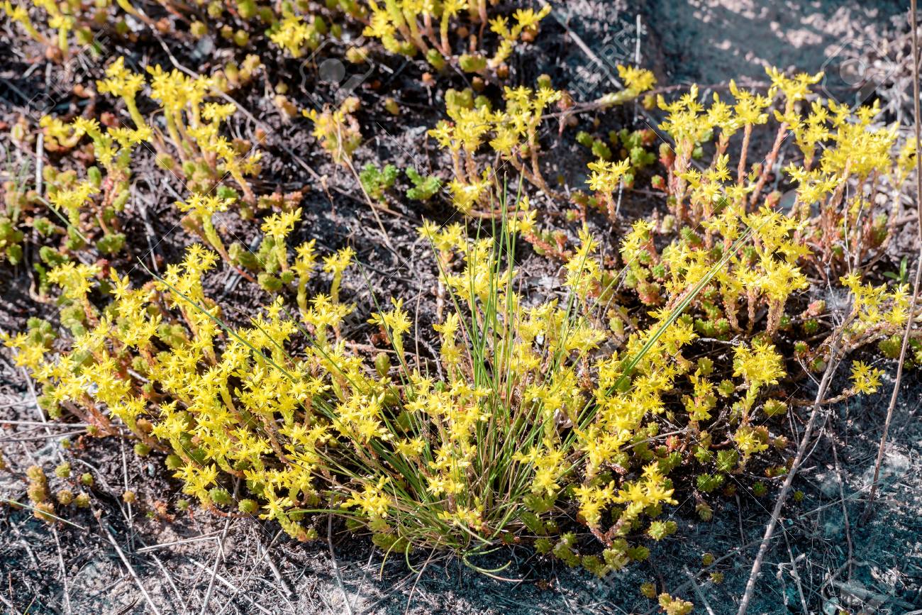 オウシュウマンネングサ 通称 Goldmoss マンネングサ コケむしたマンネングサ 痛烈なマンネングサと Wallpepper Goldmoss セダムはベンケイソウ科の家族から多年生草花 の写真素材 画像素材 Image