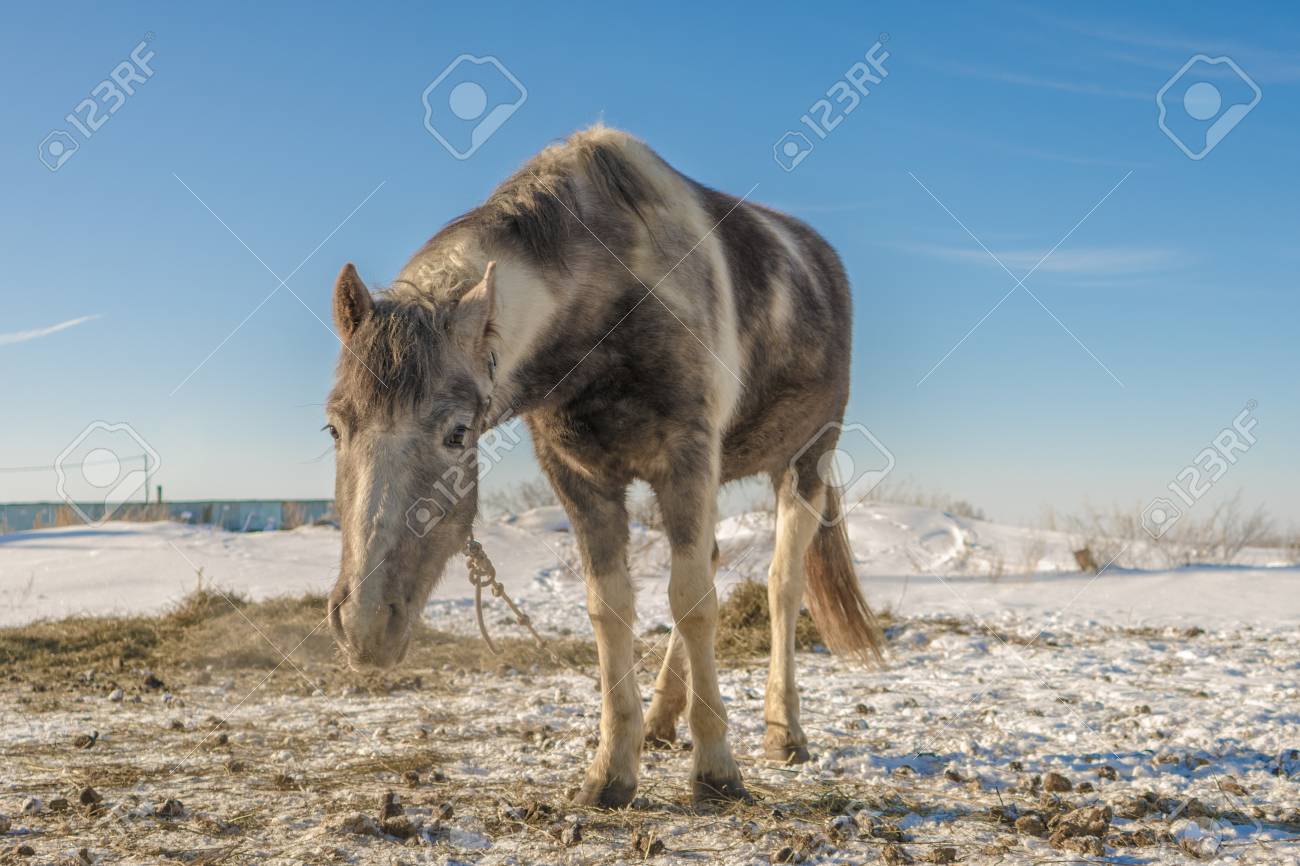 Laska Ist Ein Zweijahriges Pferd Es Sucht Nach Etwas Zu Essen Lizenzfreie Fotos Bilder Und Stock Fotografie Image 70811434