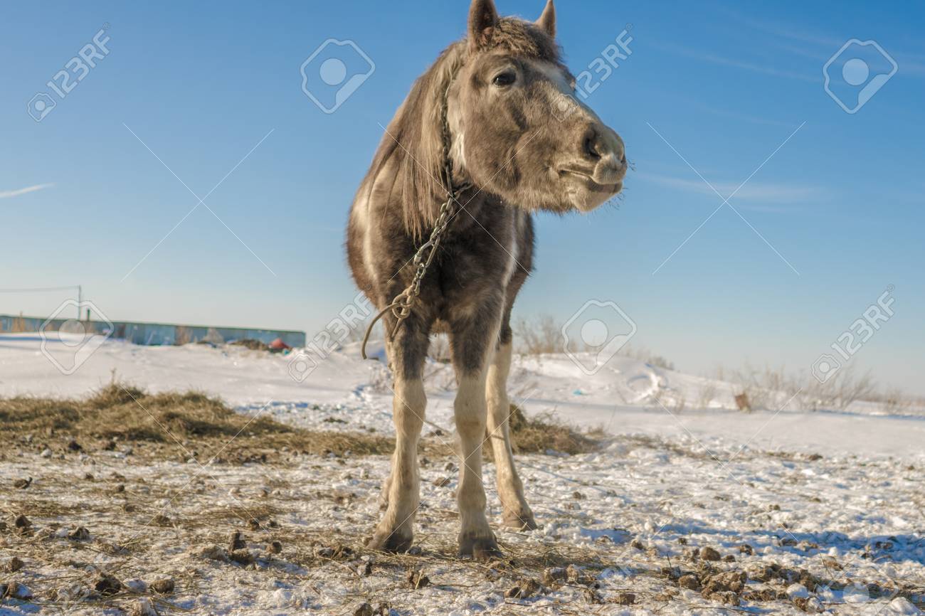 Laska Ist Ein Zweijahriges Pferd Lustiges Frontbild Lizenzfreie Fotos Bilder Und Stock Fotografie Image 70811401