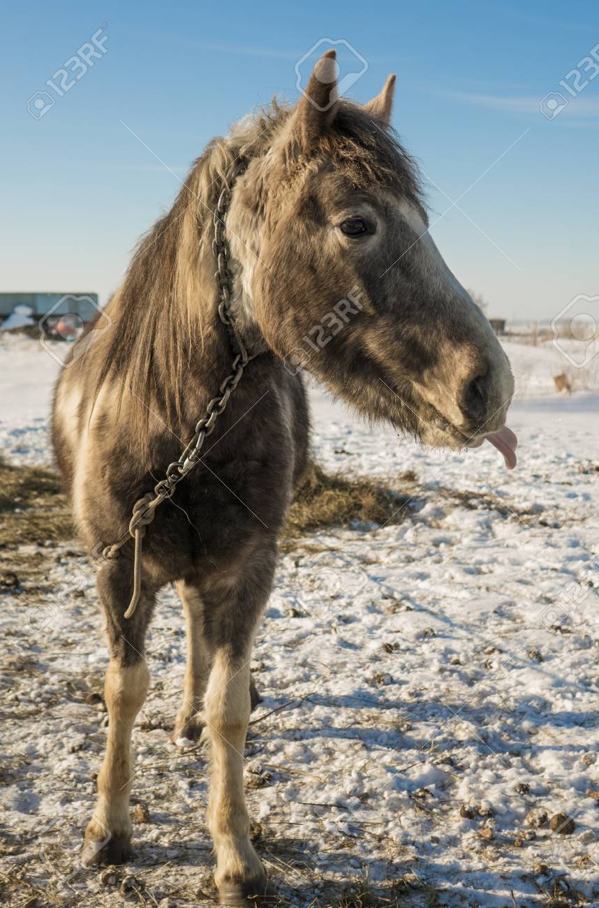 Laska Ist Ein Zweijahriges Pferd Lustiges Bild Von Seiner Zunge Lizenzfreie Fotos Bilder Und Stock Fotografie Image 70811363