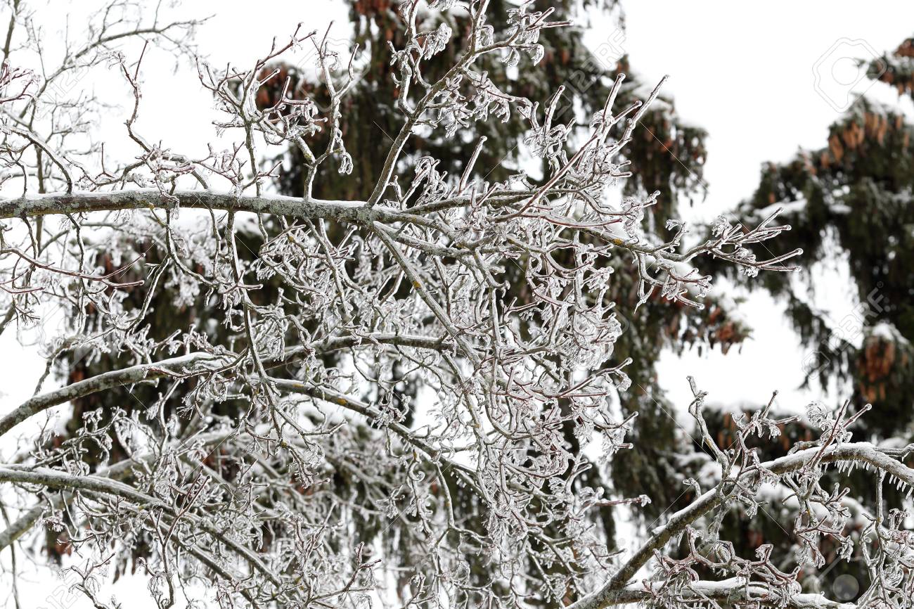 Icicles Framed in the Trees Art Print, image size:1300x866