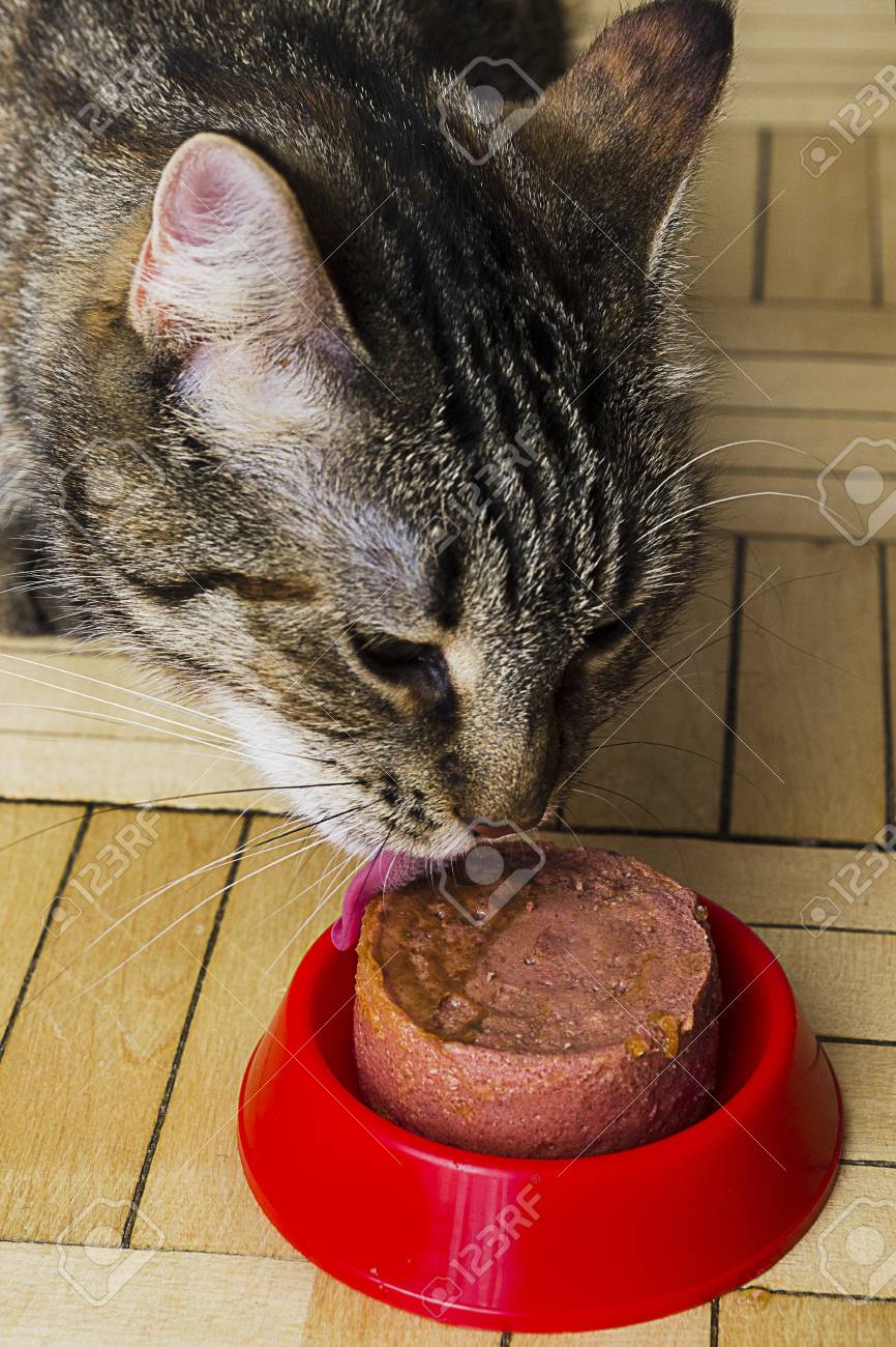 Striped Cat Eats Cat Pate. Pet Food Stock Photo, Picture and Royalty Free  Image. Image 120938489., image size:866x1300