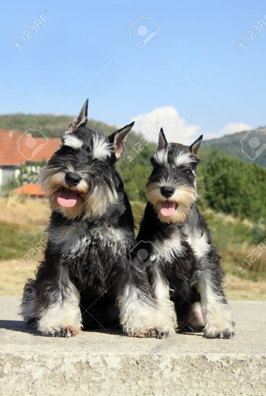 silver giant schnauzer