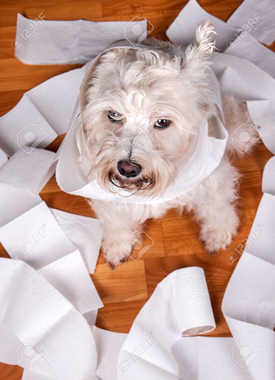 トイレット ペーパーのロールで遊んでいたずらな白のシュナウザー犬 の写真素材 画像素材 Image