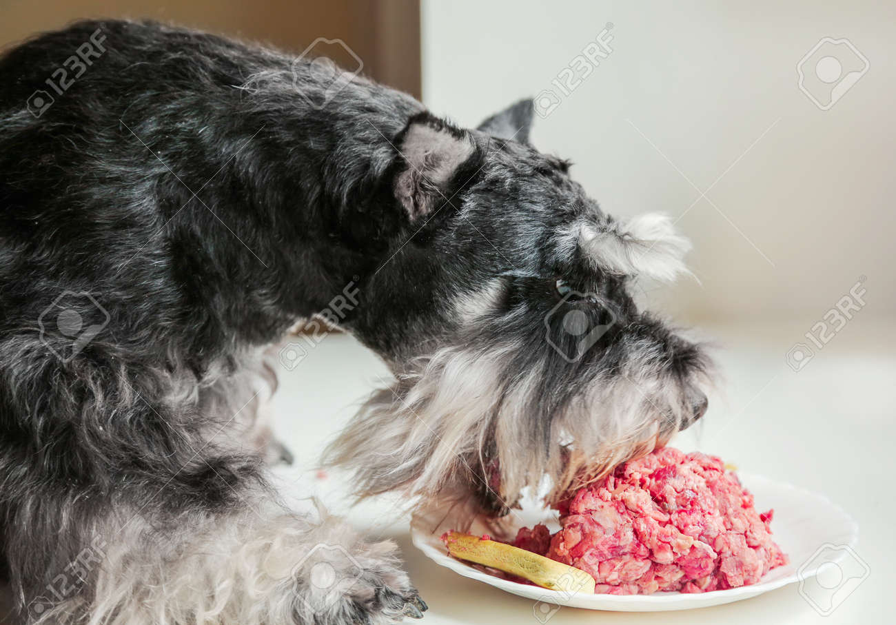 dog ate raw beef