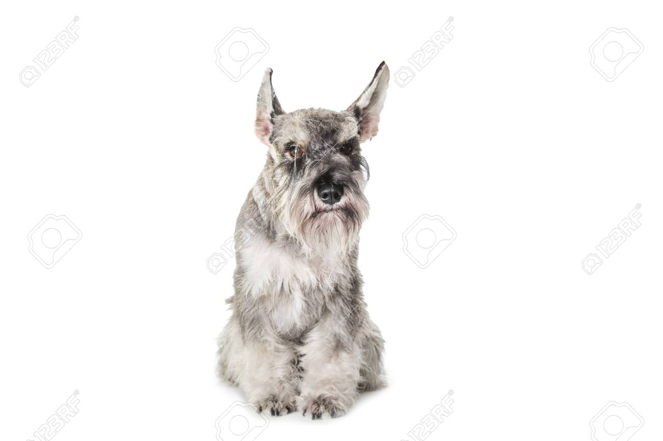 Funny Gray Miniature Schnauzer With Big Earssitting On White Stock Photo Picture And Royalty Free Image Image 146851434