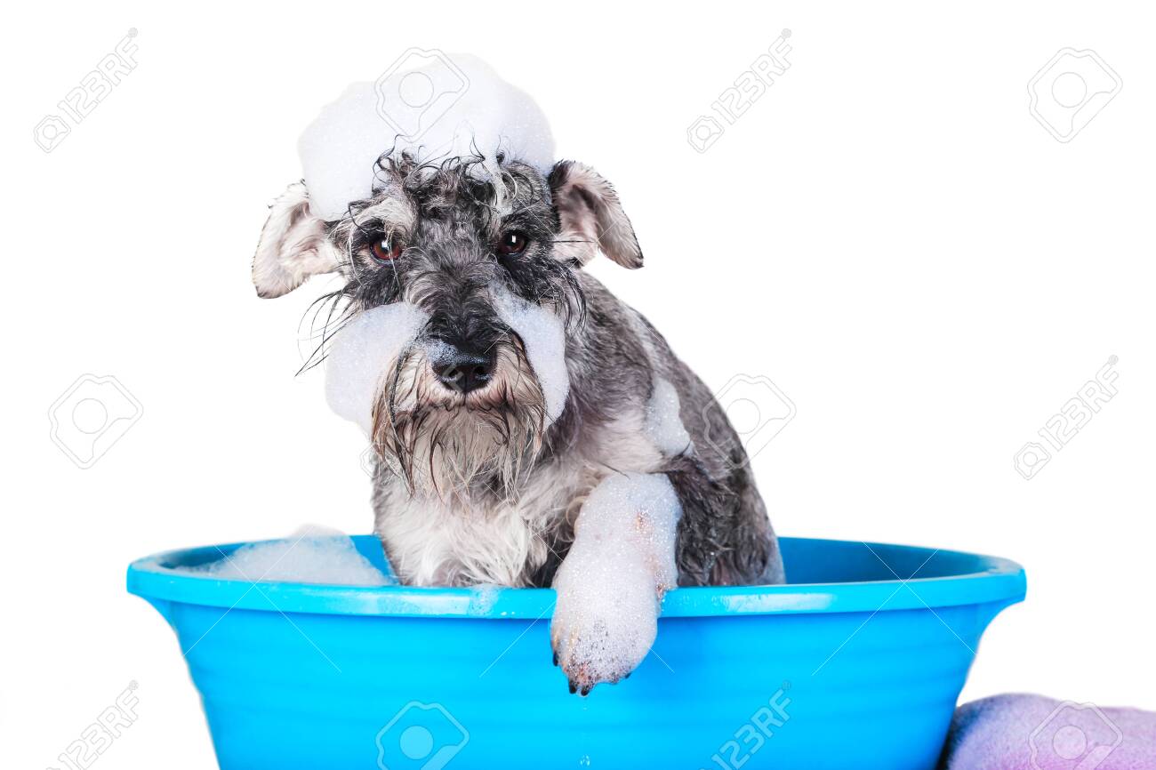 bubbles shampoo for dogs