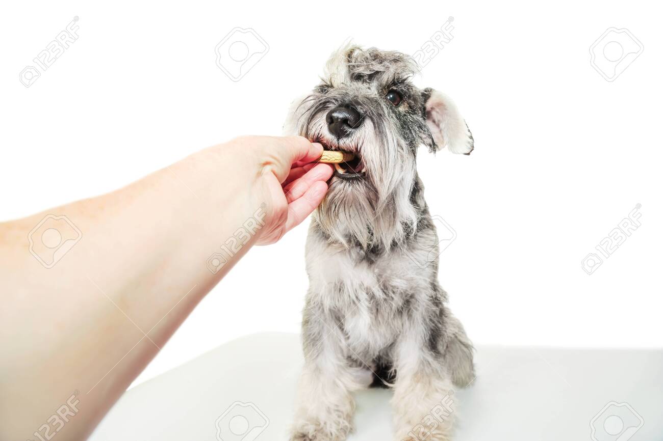 dog eating biscuit