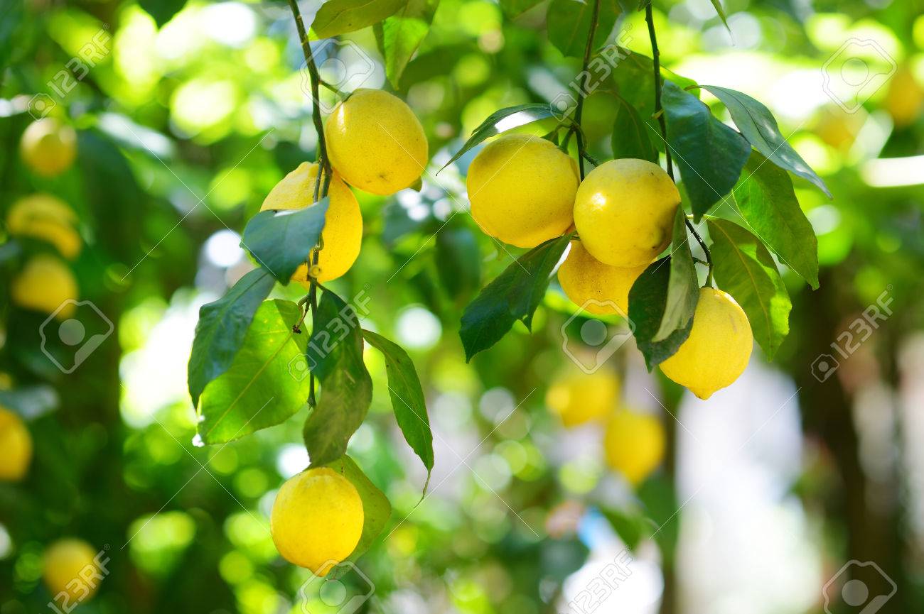日当たりの良い庭のレモンの木の枝に新鮮な熟したレモンの束 の写真素材 画像素材 Image