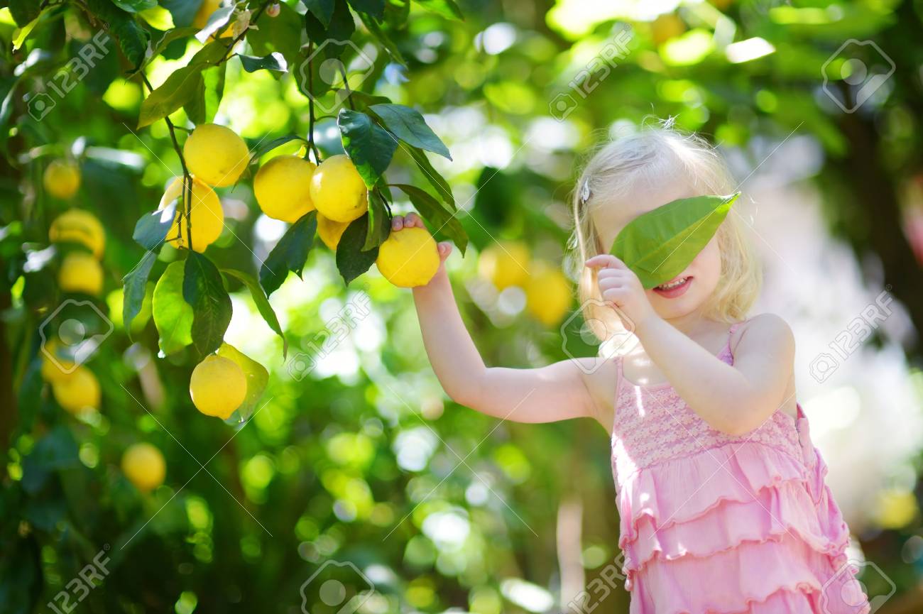 イタリアで日当たりの良いレモンの木の庭摘み新鮮な熟したレモンのかわいい女の子 の写真素材 画像素材 Image