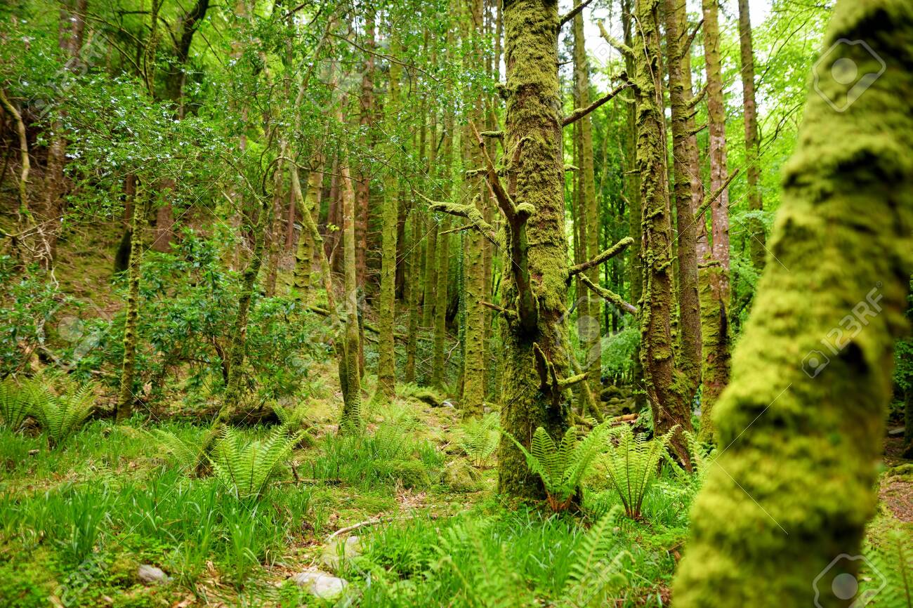 Massive Pine Trees With Ivy Growing On Their Trunks Impressive