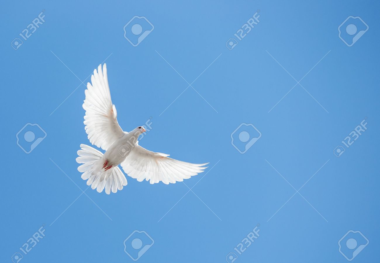 空を飛ぶ白い鳩 の写真素材 画像素材 Image 空を飛ぶ白い鳩 の写真素材 画像素材 Image