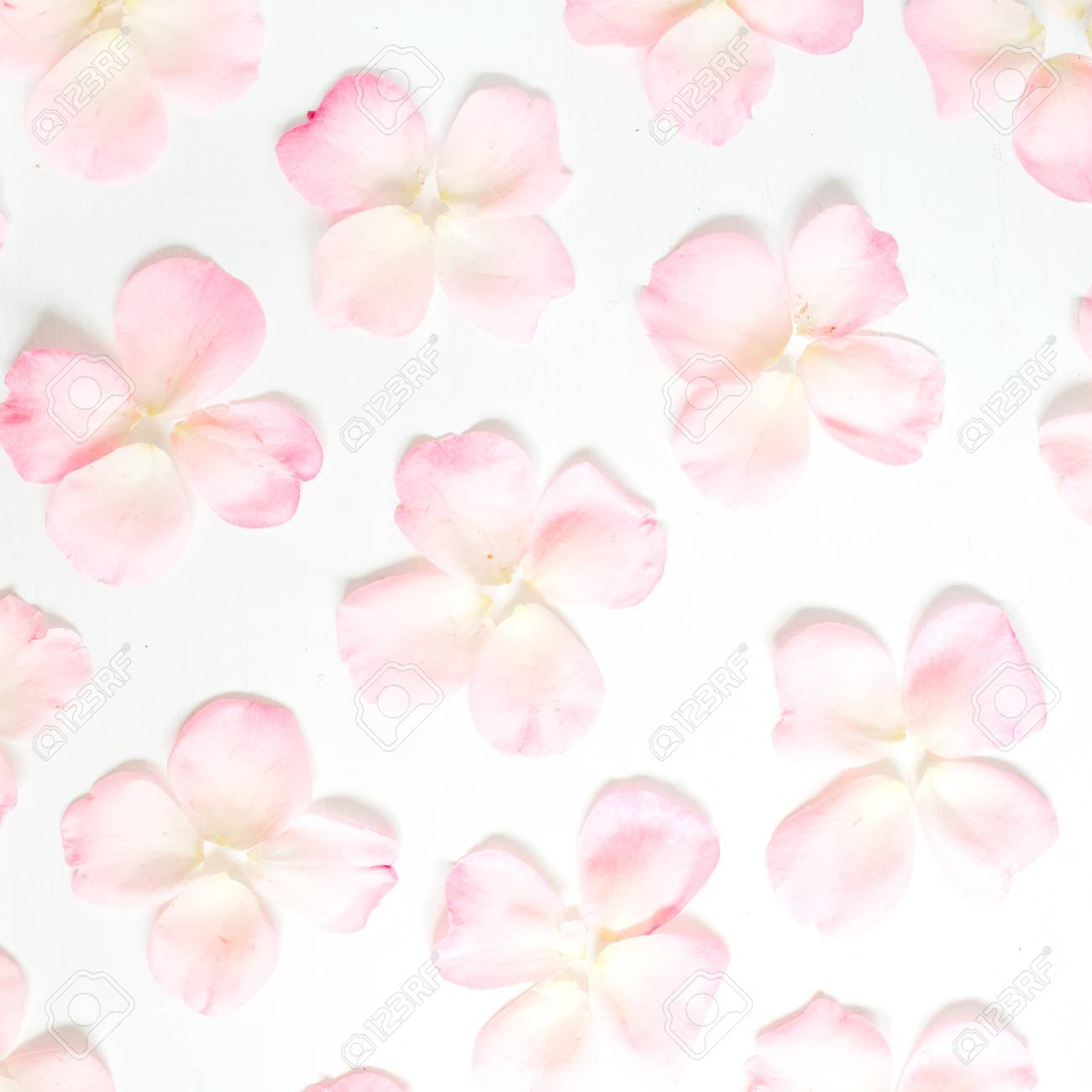 白背景にピンクのバラの花びら模様 フラット横たわっていた トップ ビュー バレンタインの背景 花のパターン の写真素材 画像素材 Image 白背景にピンクのバラの花びら模様 フラット横たわっていた トップ ビュー バレンタインの背景 花のパターン の写真素材 画像素材 Image