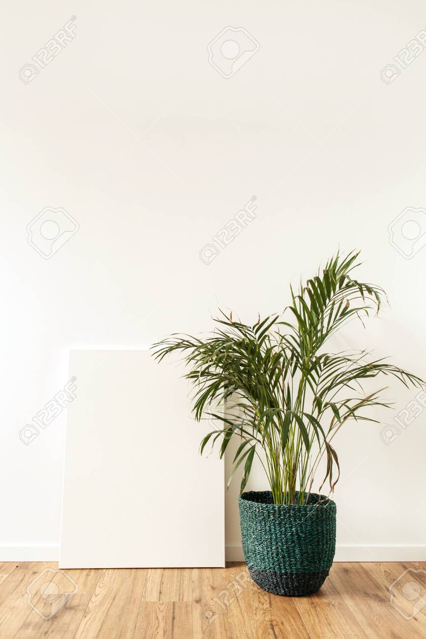 Download Home Plant Tropical Palm In Front Of Blank Canvas Mock Up Copy Stock Photo Picture And Royalty Free Image Image 135492885