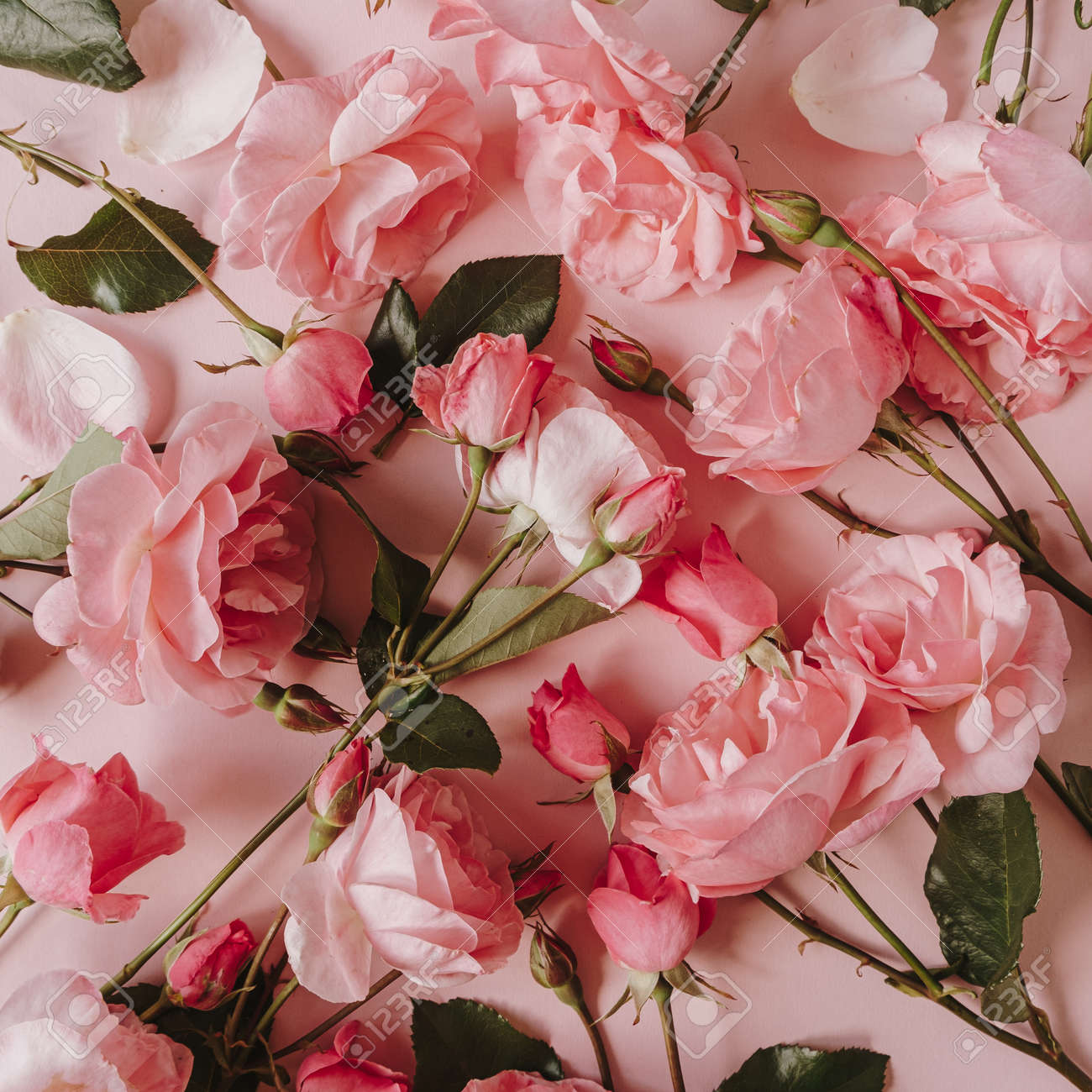 Pink Rose Flowers Pattern On Pink Background. Flat Lay, Top View Minimal  Floral Composition. Stock Photo, Picture and Royalty Free Image. Image  159913361., image size:1300x1300