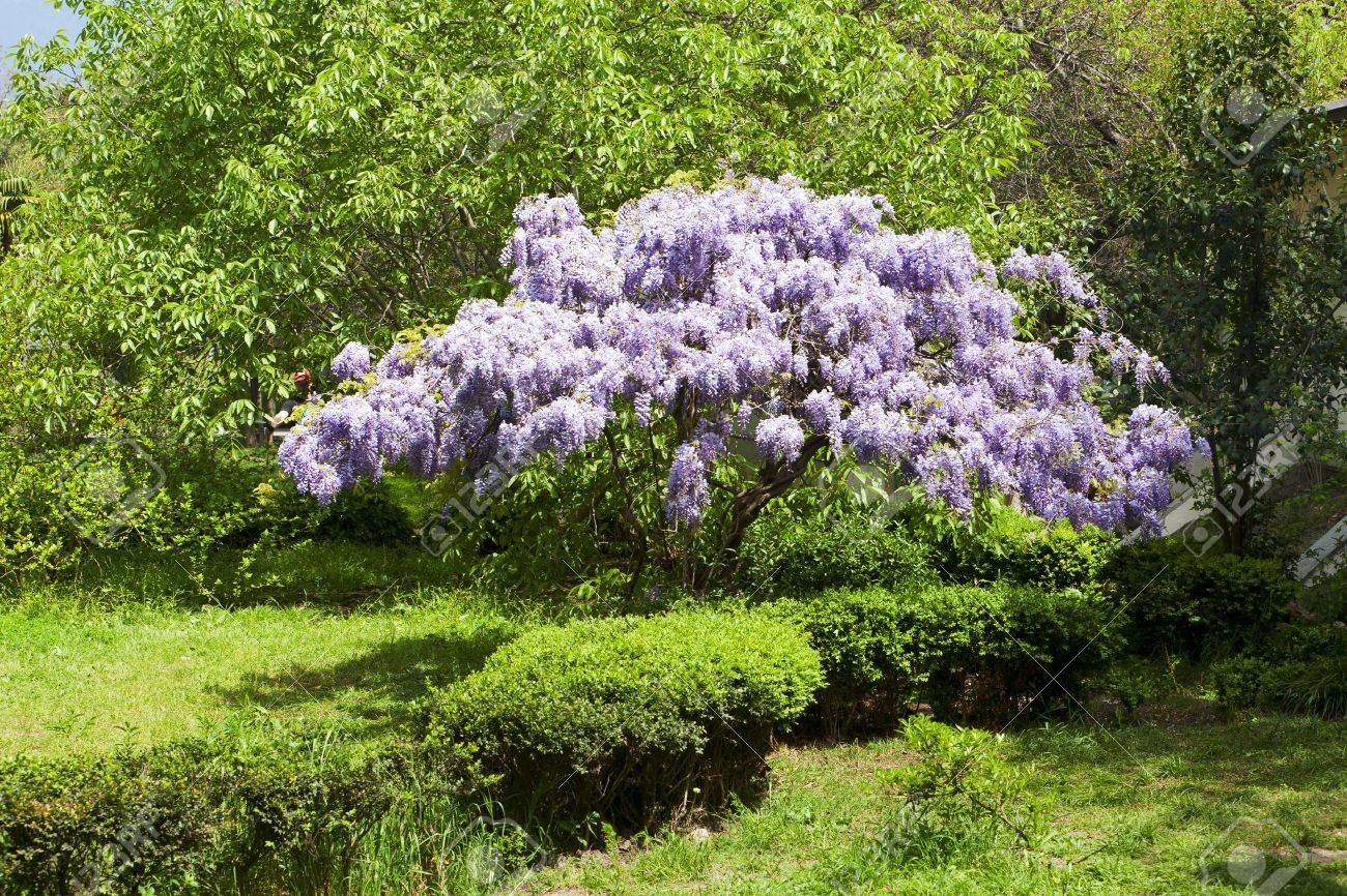 公園の美しい花の咲く藤の木 の写真素材 画像素材 Image