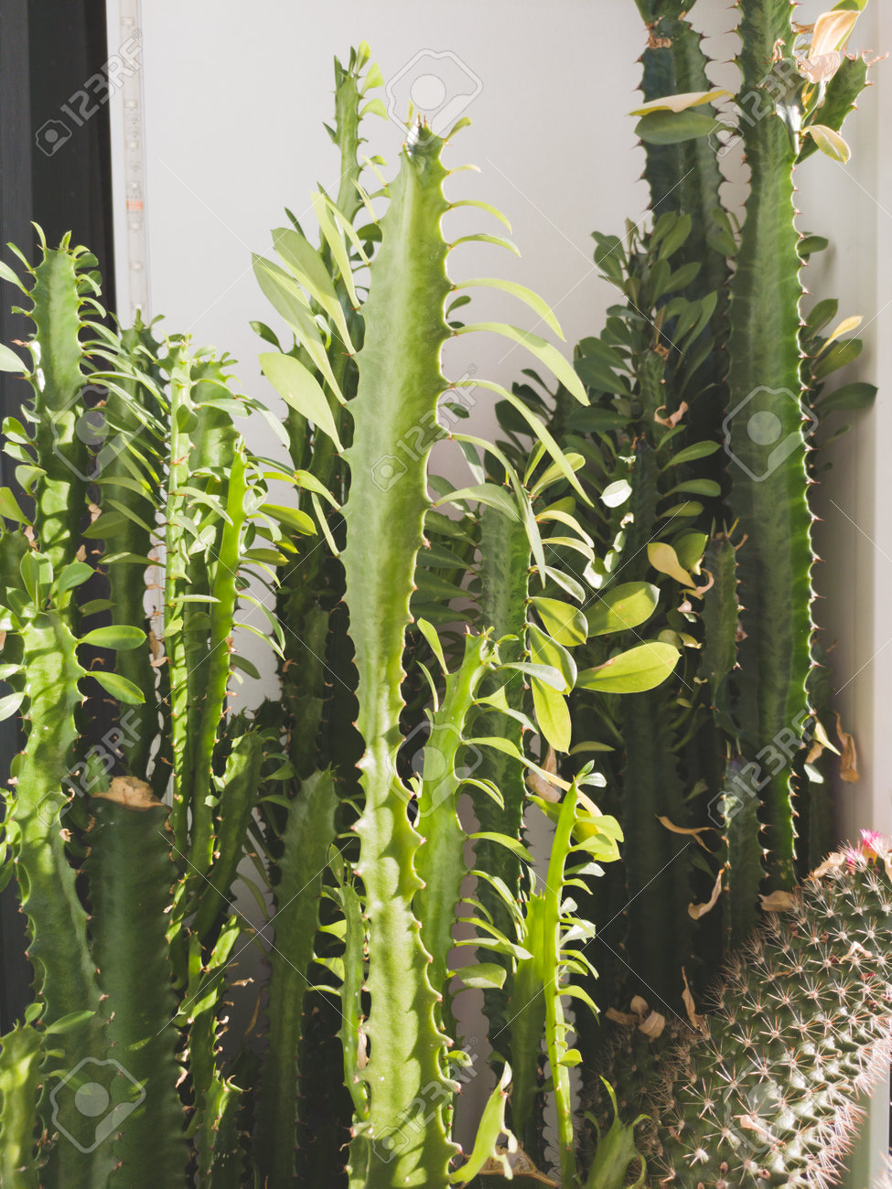 etiam-dictum-ipsum-a-felis