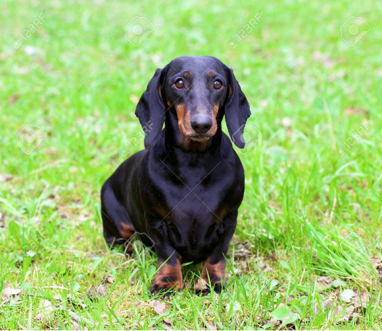 domestic cat behavior