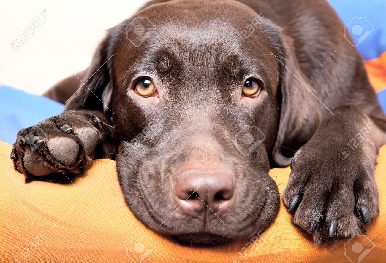 chocolate lab eyes