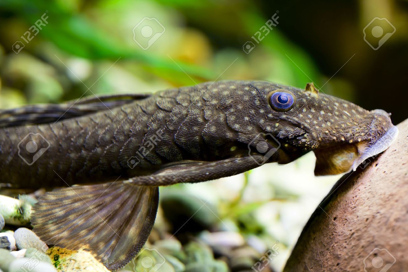tropical fish catfish