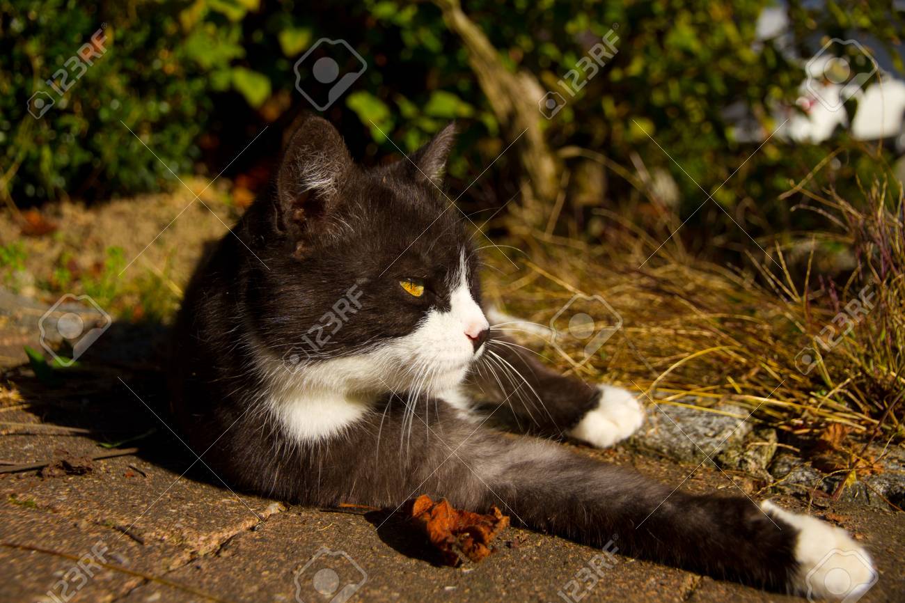 Le Chat Noir Et Blanc De Nicen Se Détend Au Soleil