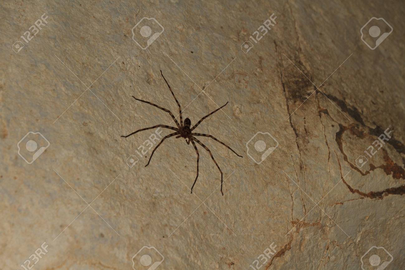 giant crab spider heteropda