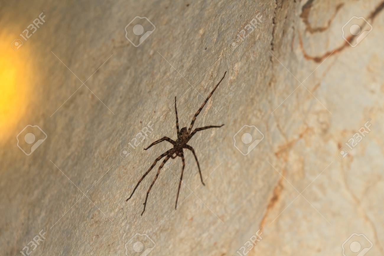 giant crab spider heteropda