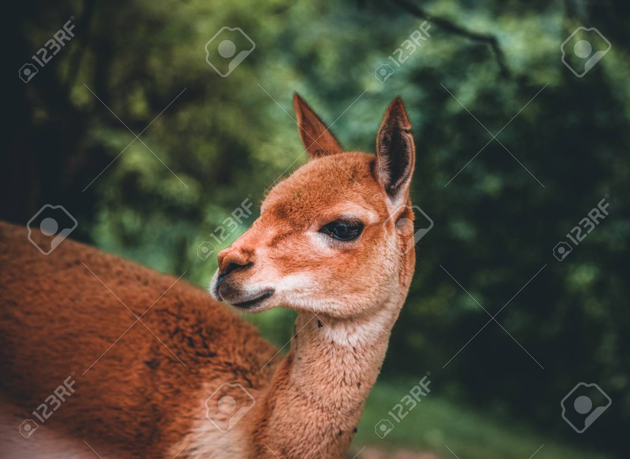 etiam-dictum-ipsum-a-felis