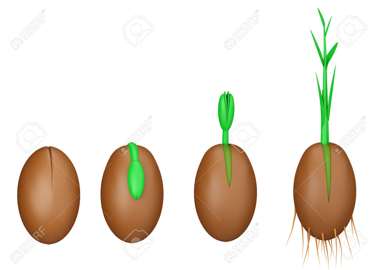seed,grow,root,seedling,stages,sprout,germination,process,plantation,evolution,agriculture,farming,rye,plant,wheat,corn,grain,harvest,farm,field,set,vector,icon,illustration,isolated,collection,design,element,graphic,sign,  Vector Vectors Stock Vector ..., image size:1300x929