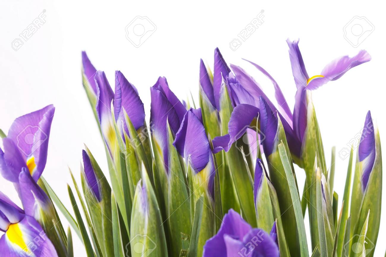 etiam-dictum-ipsum-a-felis