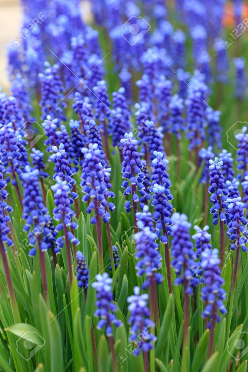 春にグレープ ヒヤシンス の写真素材 画像素材 Image