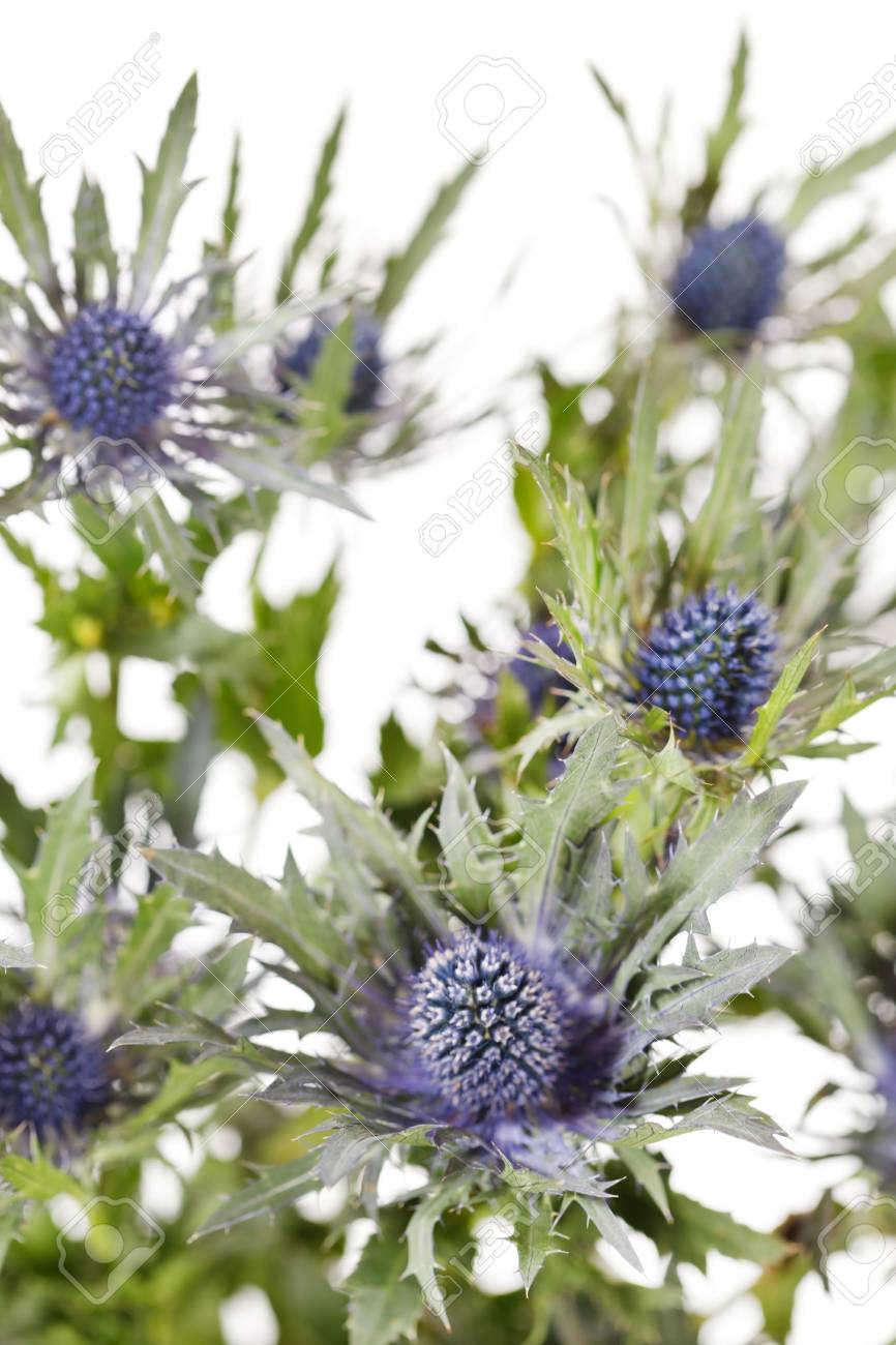 エキゾチックなシャープな花 の写真素材 画像素材 Image