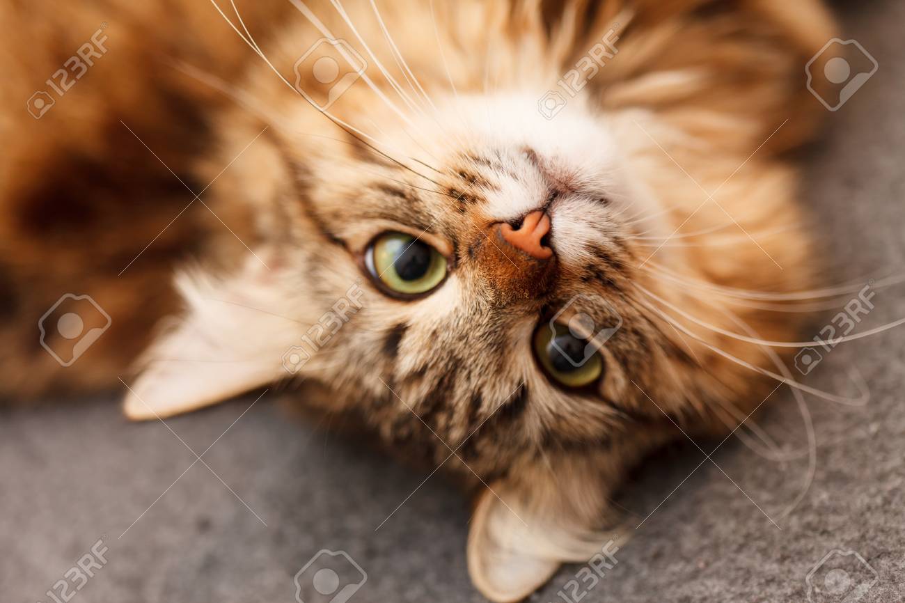 playmobil ranger station with animal area