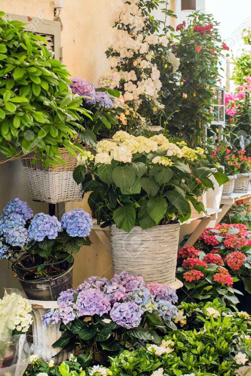 Außen Blumen Lizenzfreie Fotos, Bilder und Stock Fotografie. Image 60058005