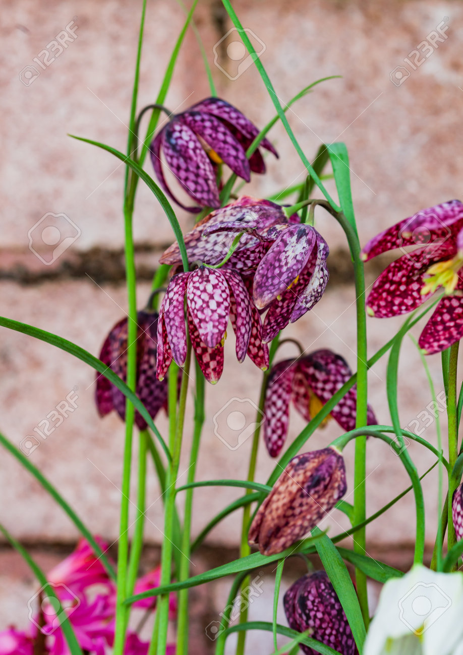 etiam-dictum-ipsum-a-felis