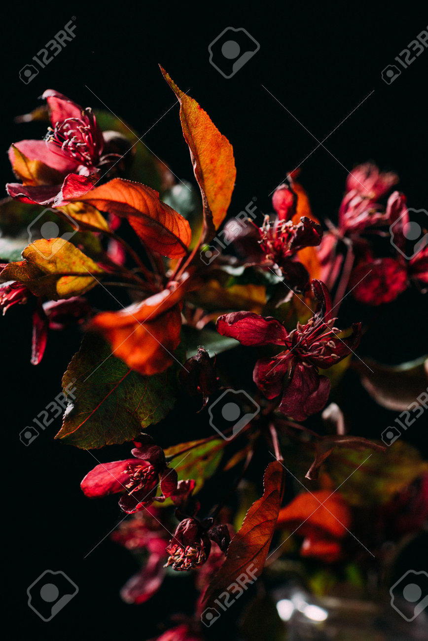 etiam-dictum-ipsum-a-felis