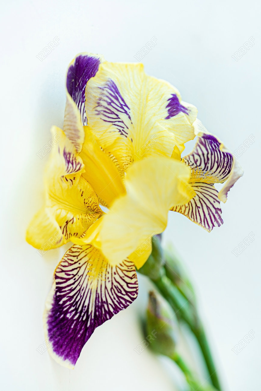 etiam-dictum-ipsum-a-felis